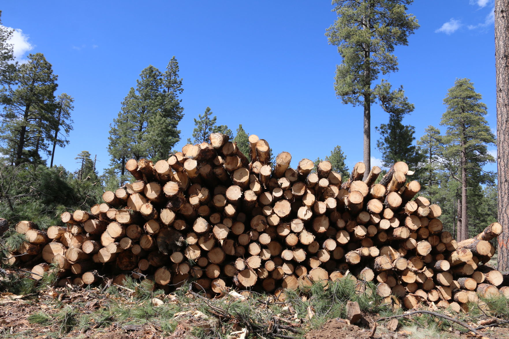 Logging
